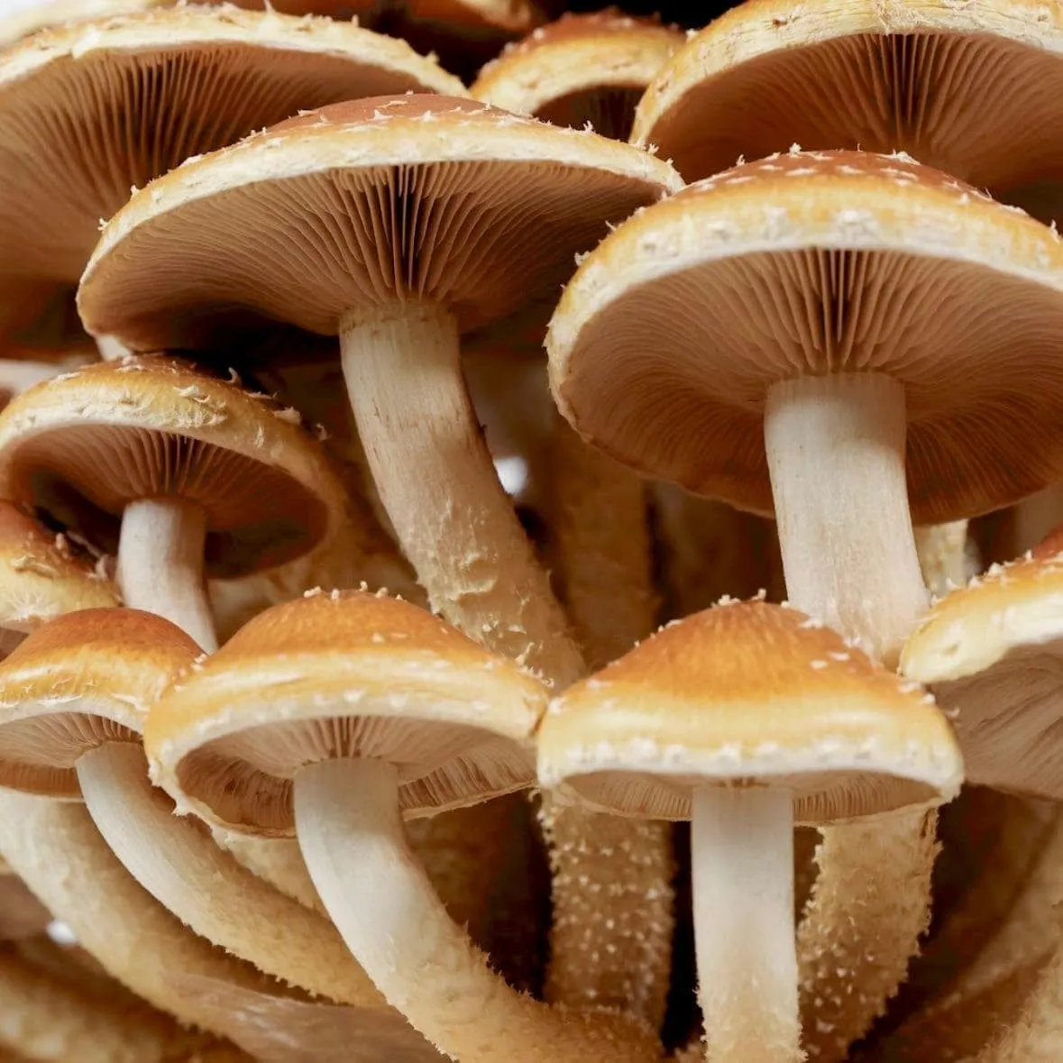 Organic Chestnut Mushroom Liquid Culture Syringe